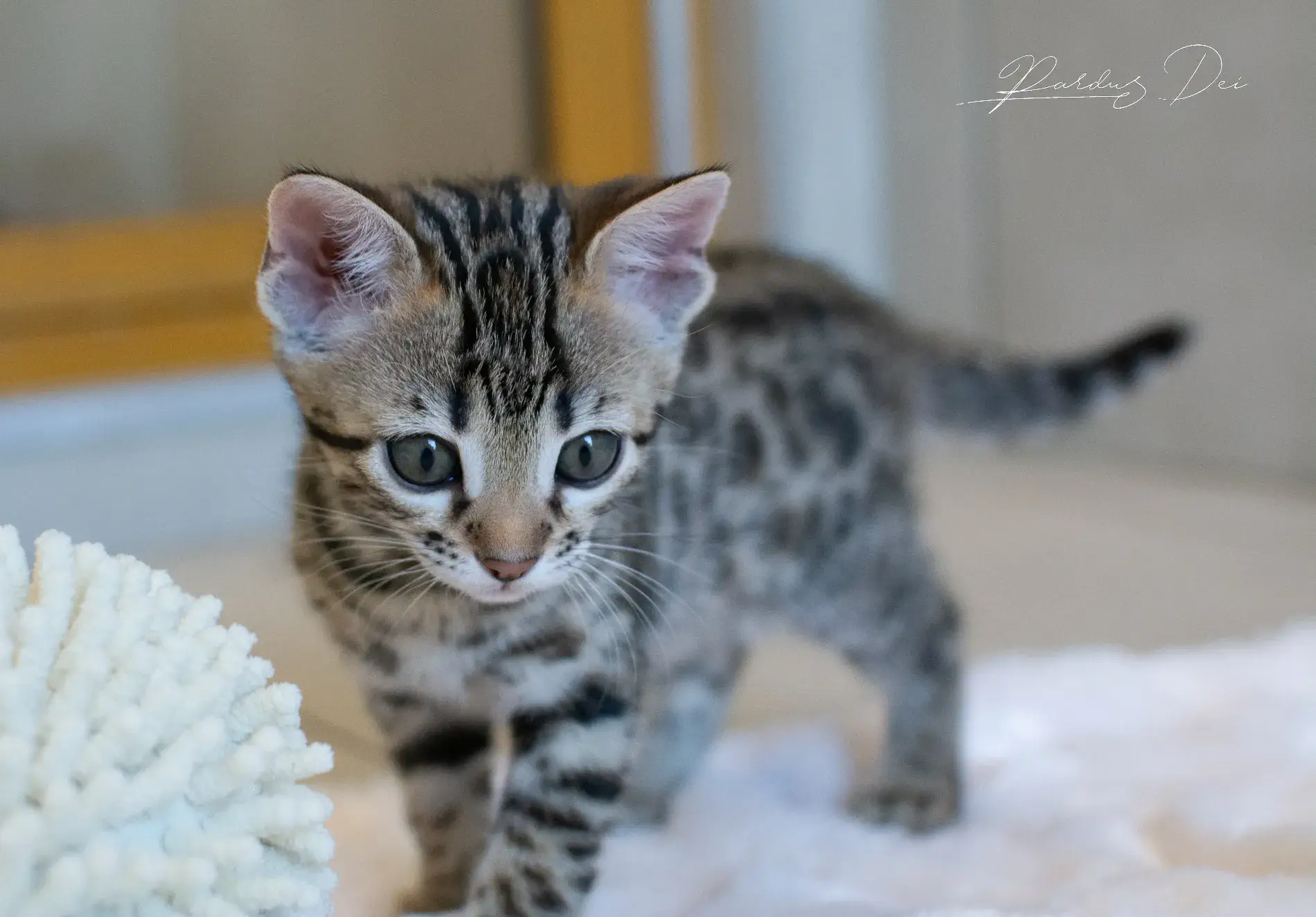 chaton bengal